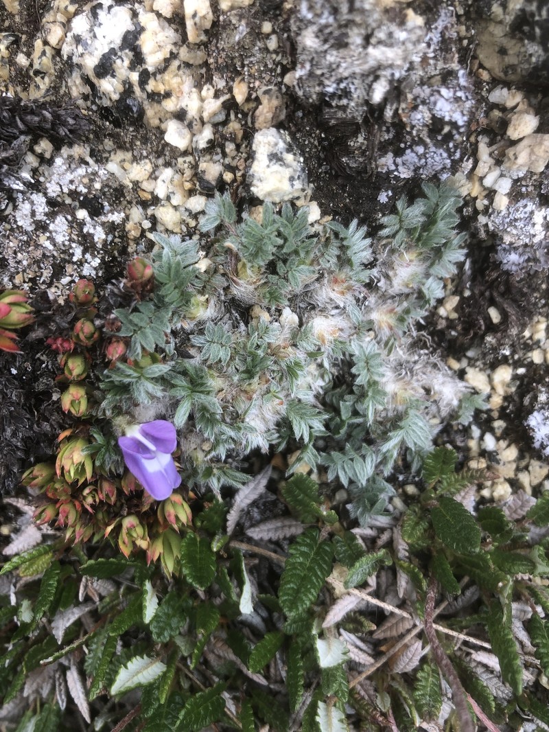 Locoweed photo 8