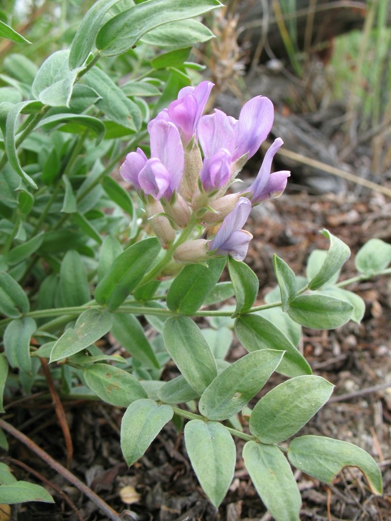 Oxytropis nitens photo 2
