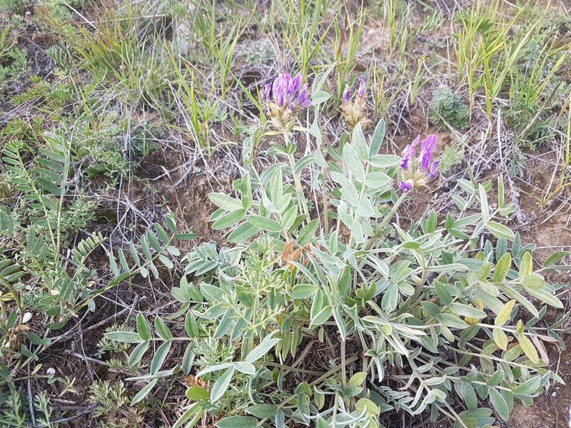 Oxytropis nitens photo 3