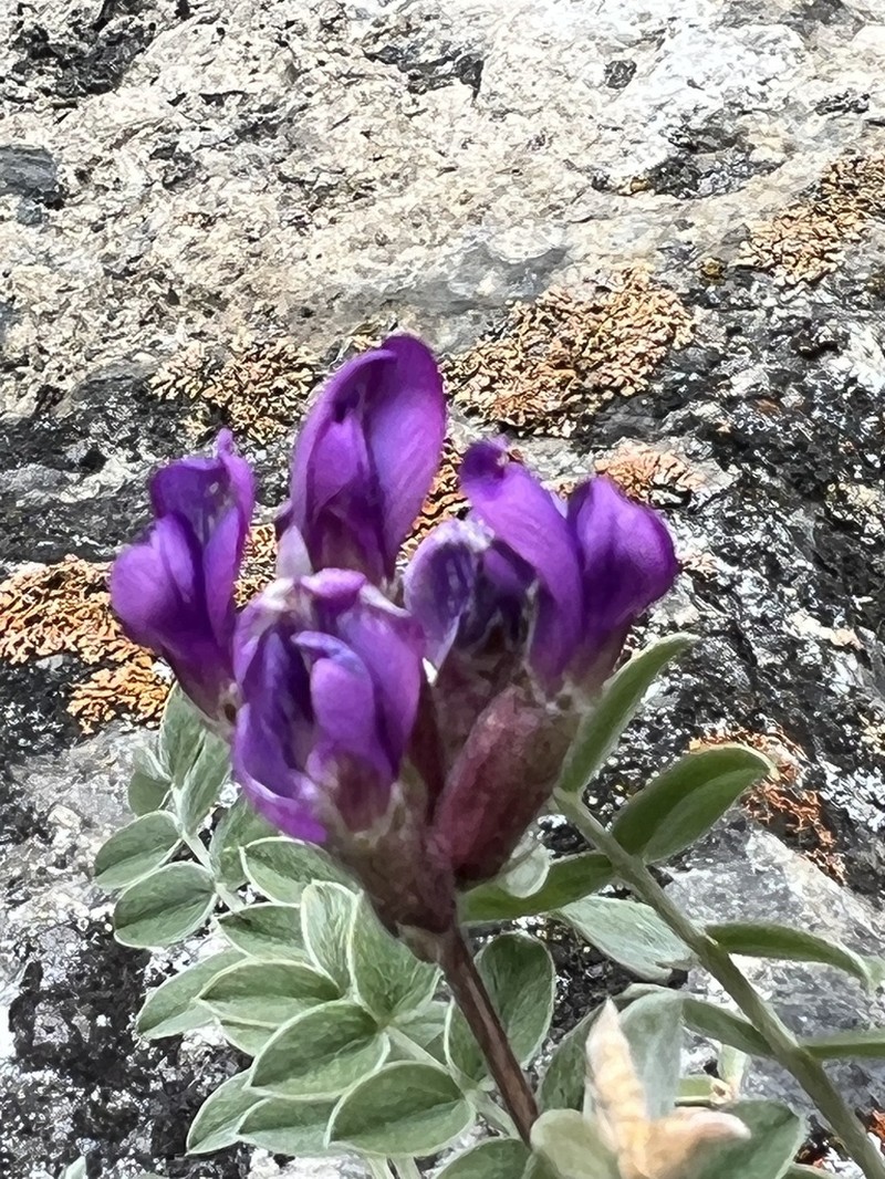 Oxytropis nitens photo 4