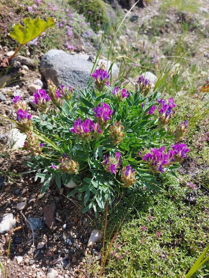 Oxytropis nitens photo 5