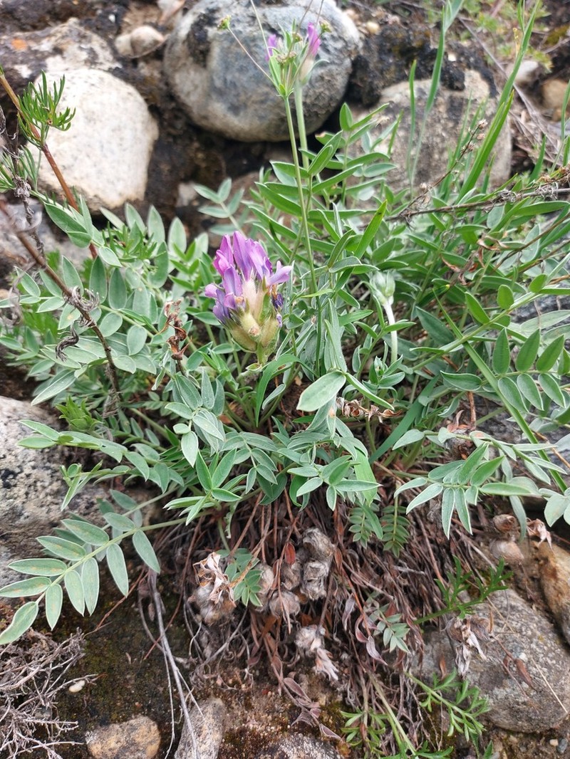 Oxytropis nitens photo 6