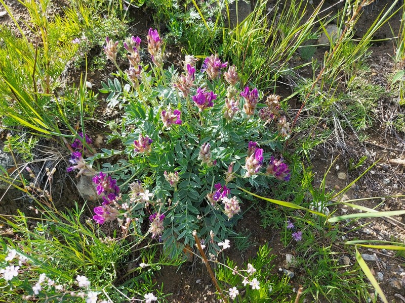 Oxytropis nitens photo 7