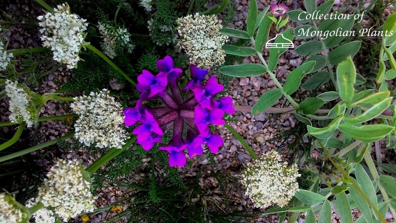 Oxytropis nitens photo 8
