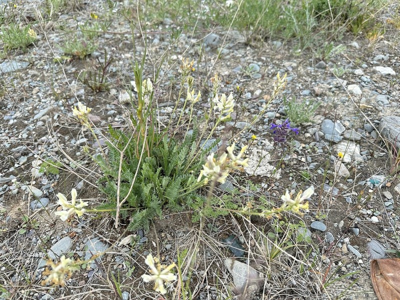 Oxytropis nivea