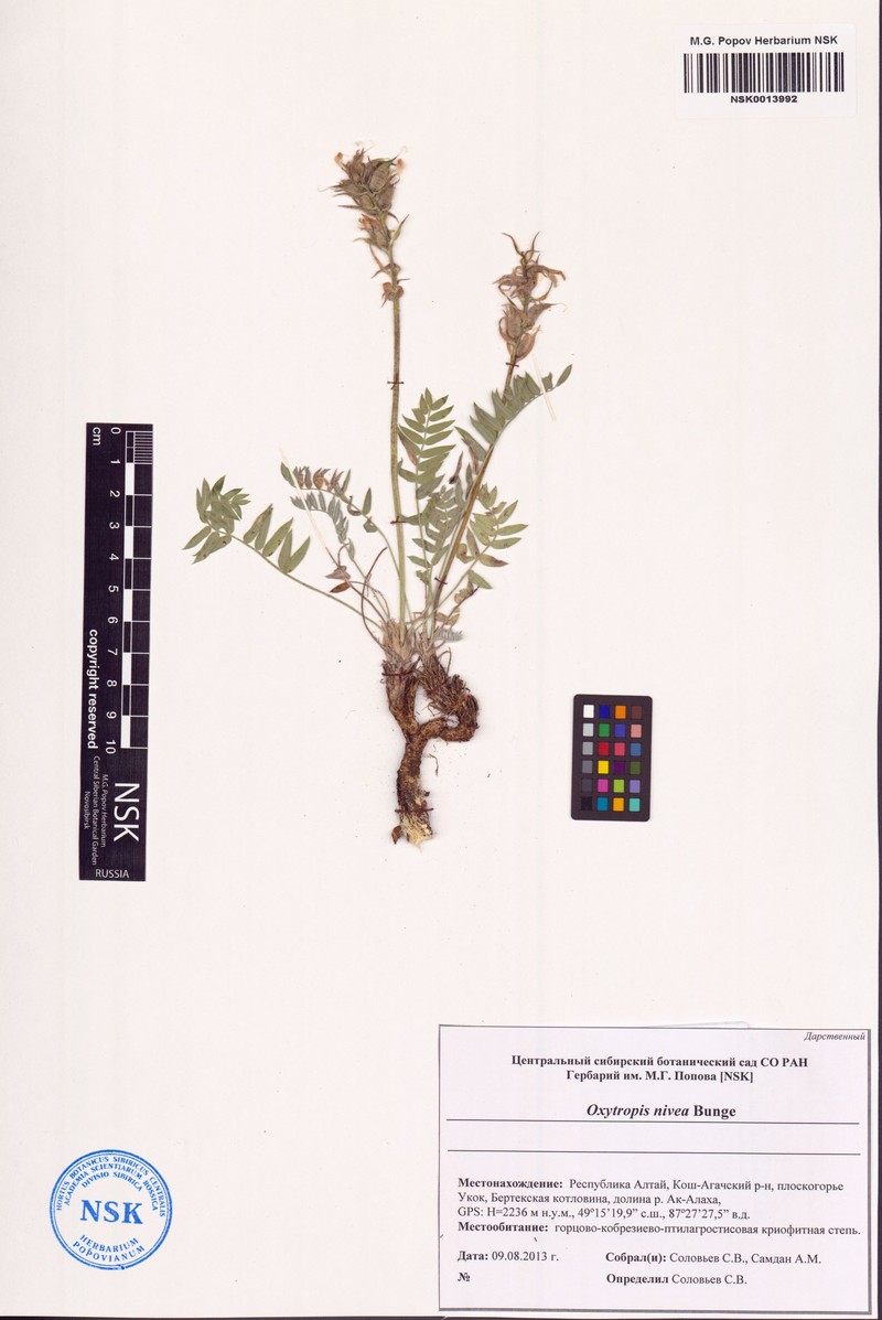Oxytropis nivea photo 2
