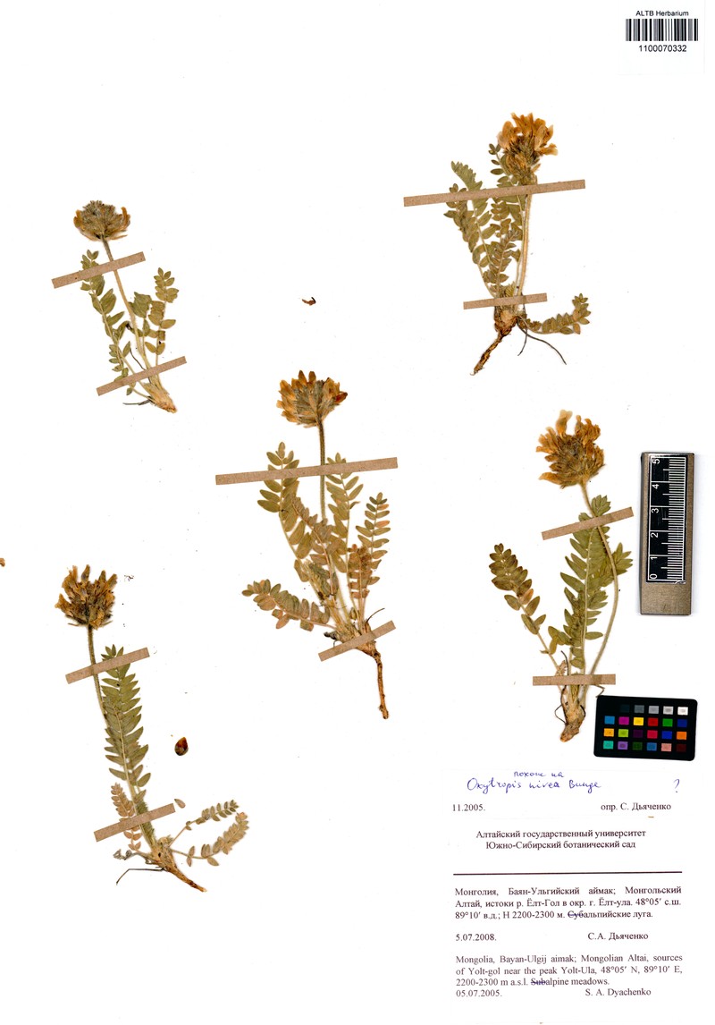 Oxytropis nivea photo 3