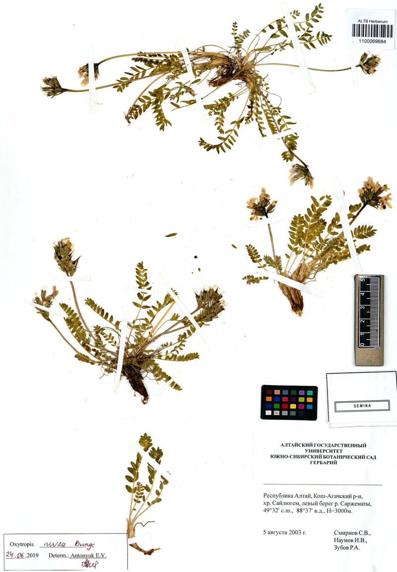 Oxytropis nivea photo 4