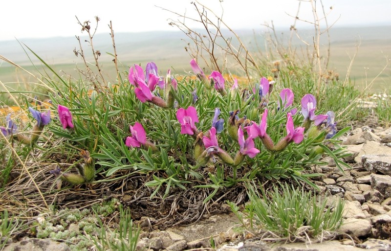 Oxytropis nuda