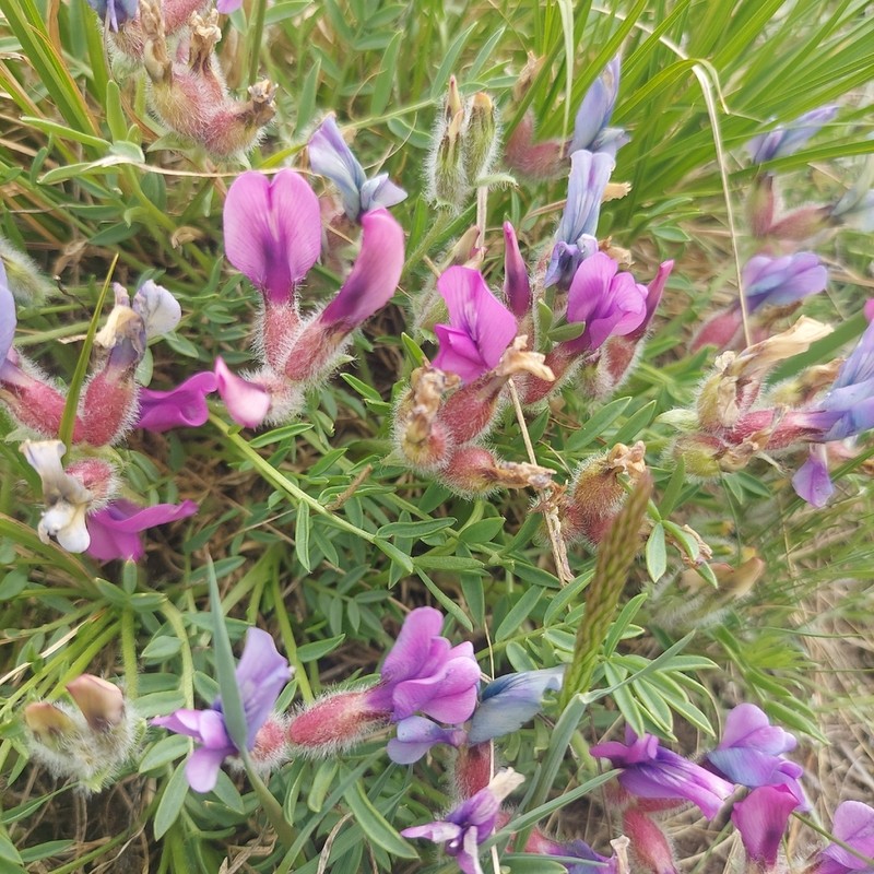 Oxytropis nuda photo 2
