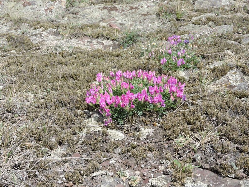 Oxytropis nuda photo 3