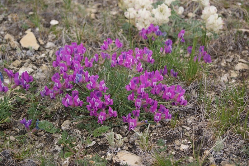 Oxytropis nuda photo 4