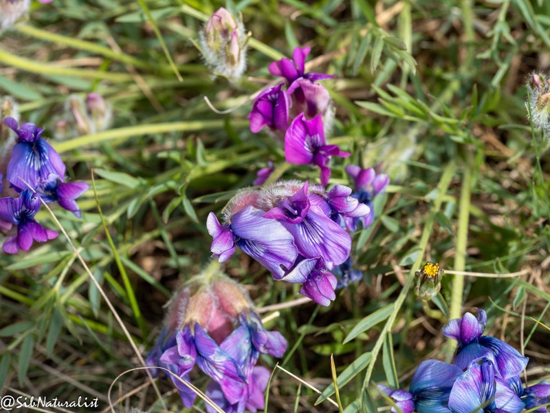 Oxytropis nuda photo 5