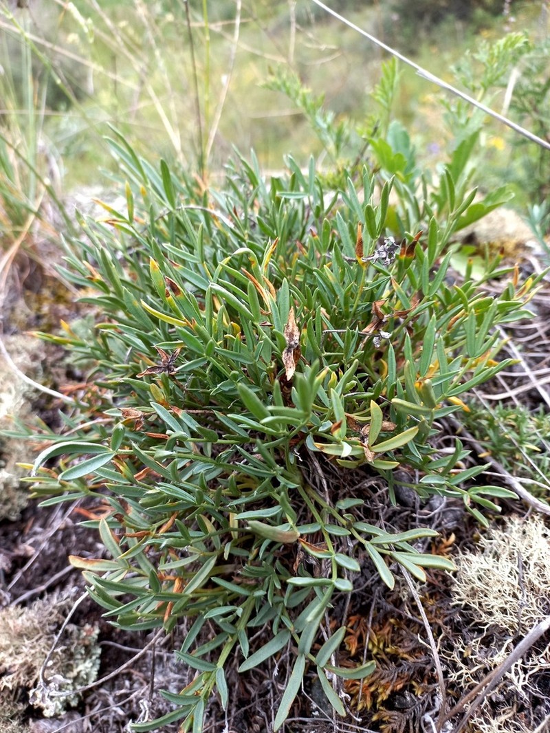 Oxytropis nuda photo 6