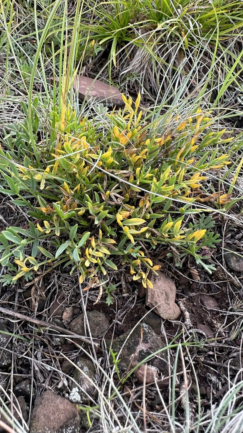 Oxytropis nuda photo 7