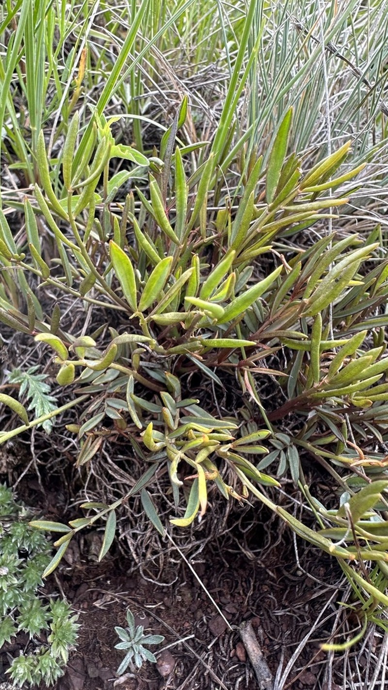 Oxytropis nuda photo 8