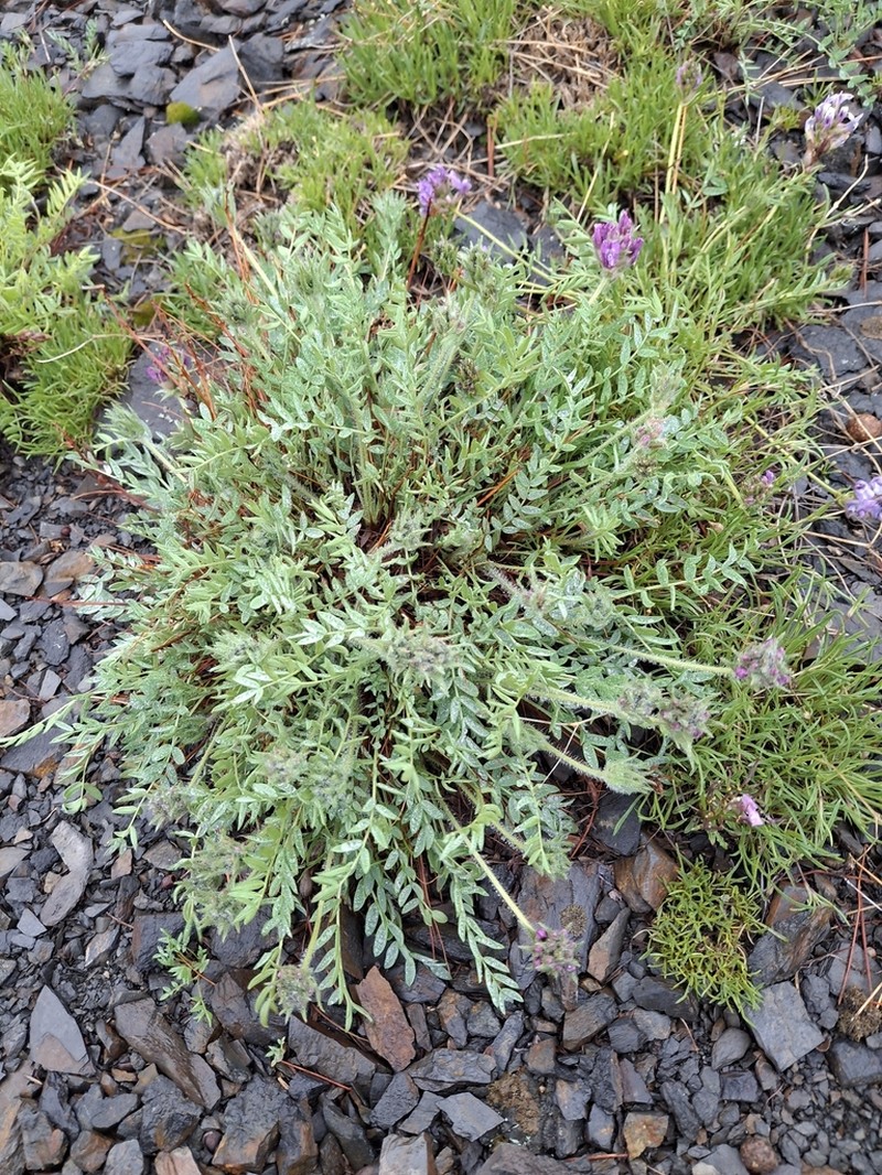 Oxytropis ochotensis