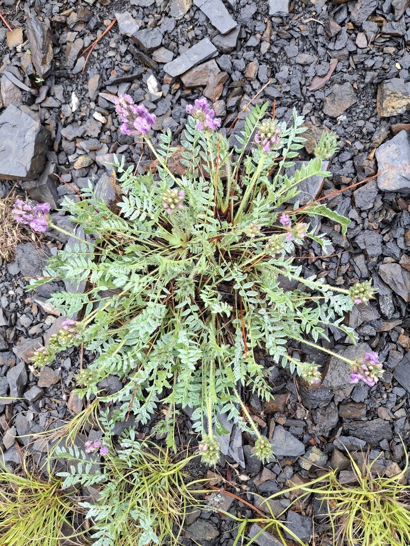 Oxytropis ochotensis photo 2