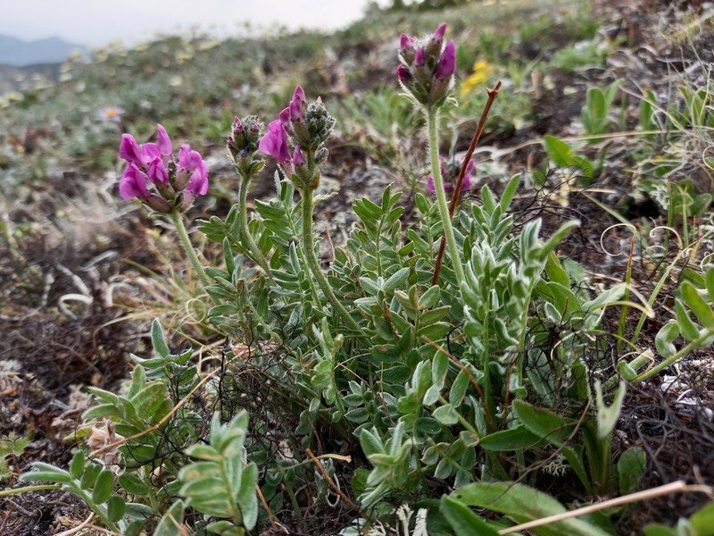 Oxytropis ochotensis photo 3