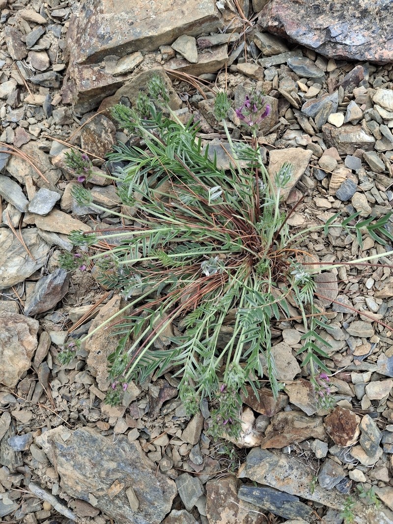 Oxytropis ochotensis photo 4