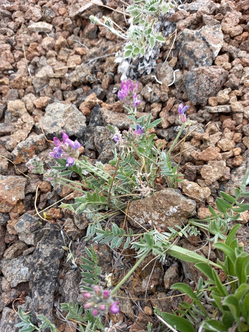 Oxytropis ochotensis photo 5