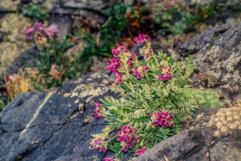 Oxytropis ochotensis photo 6