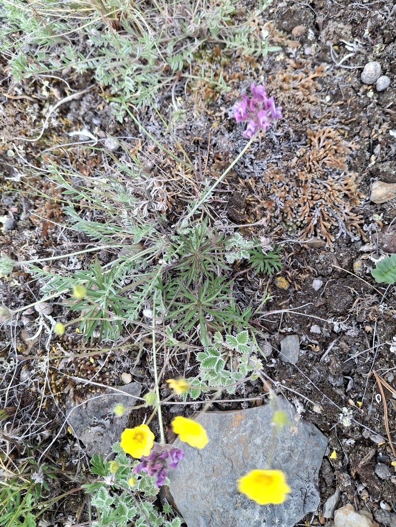 Oxytropis ochotensis photo 7