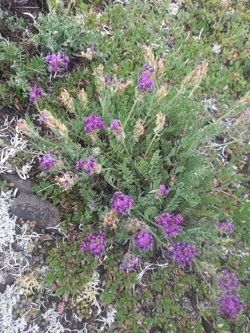 Oxytropis ochotensis photo 8