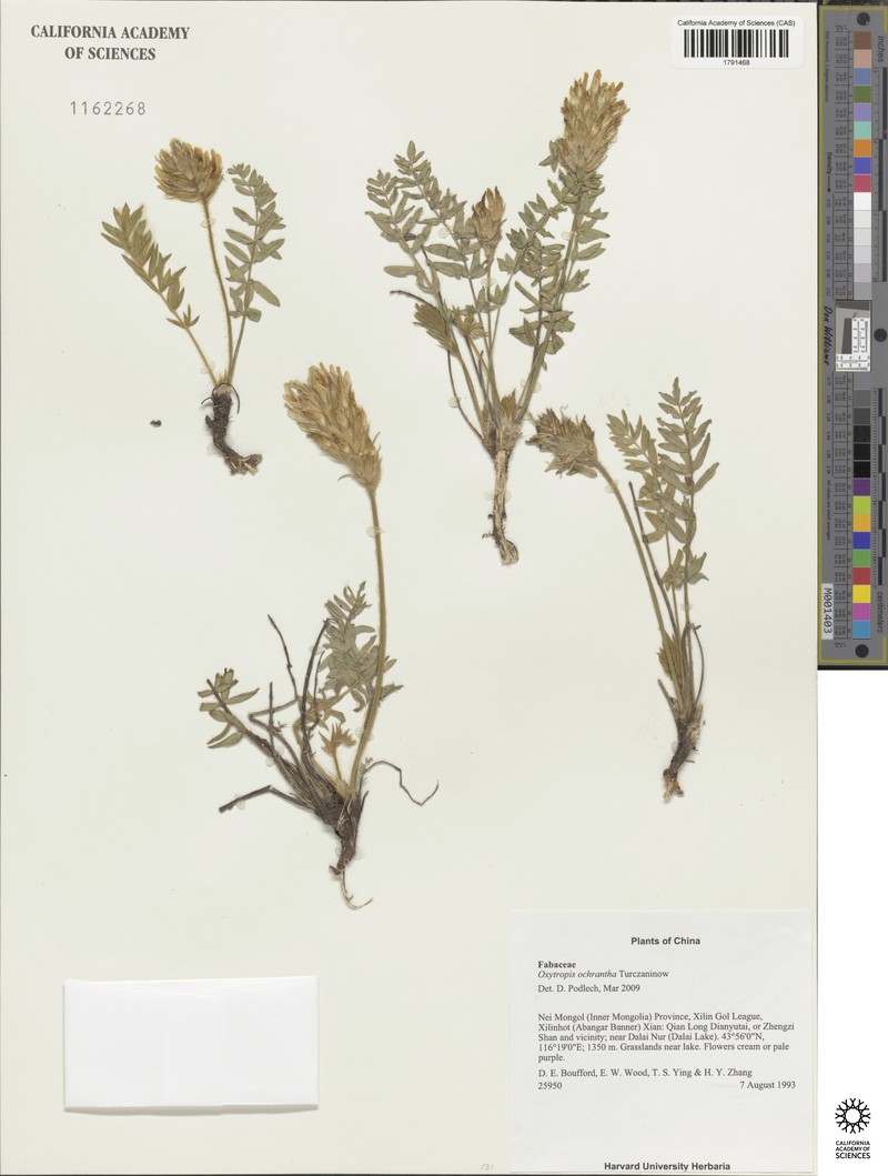 Oxytropis ochrantha