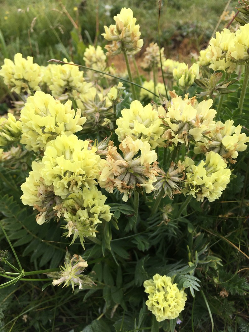 Oxytropis ochrocephala