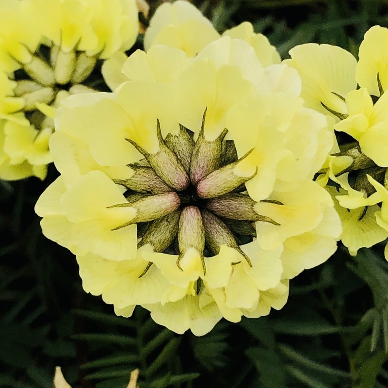 Oxytropis ochrocephala photo 2