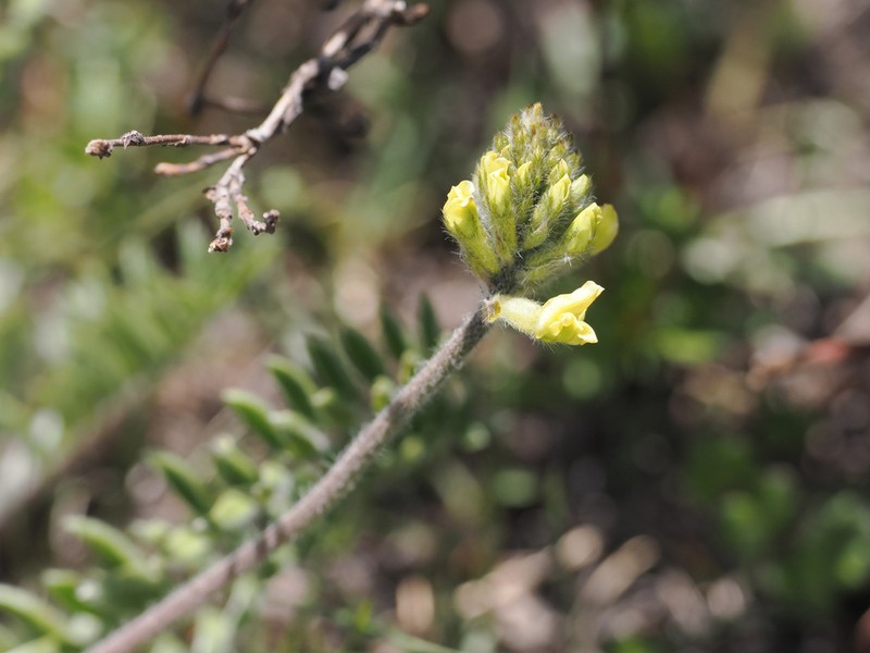 Oxytropis ochrocephala photo 3