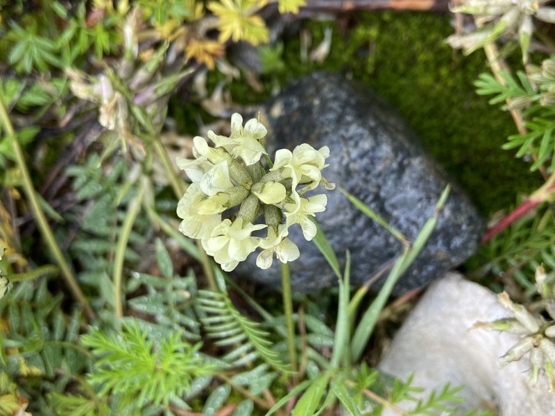 Oxytropis ochrocephala photo 4