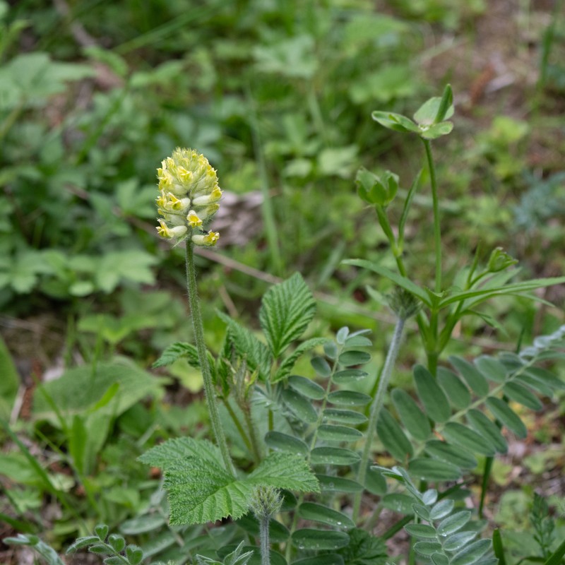 Oxytropis ochrocephala photo 5