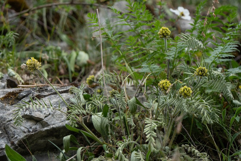 Oxytropis ochrocephala photo 6