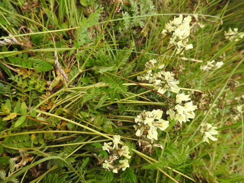 Oxytropis ochrocephala photo 8