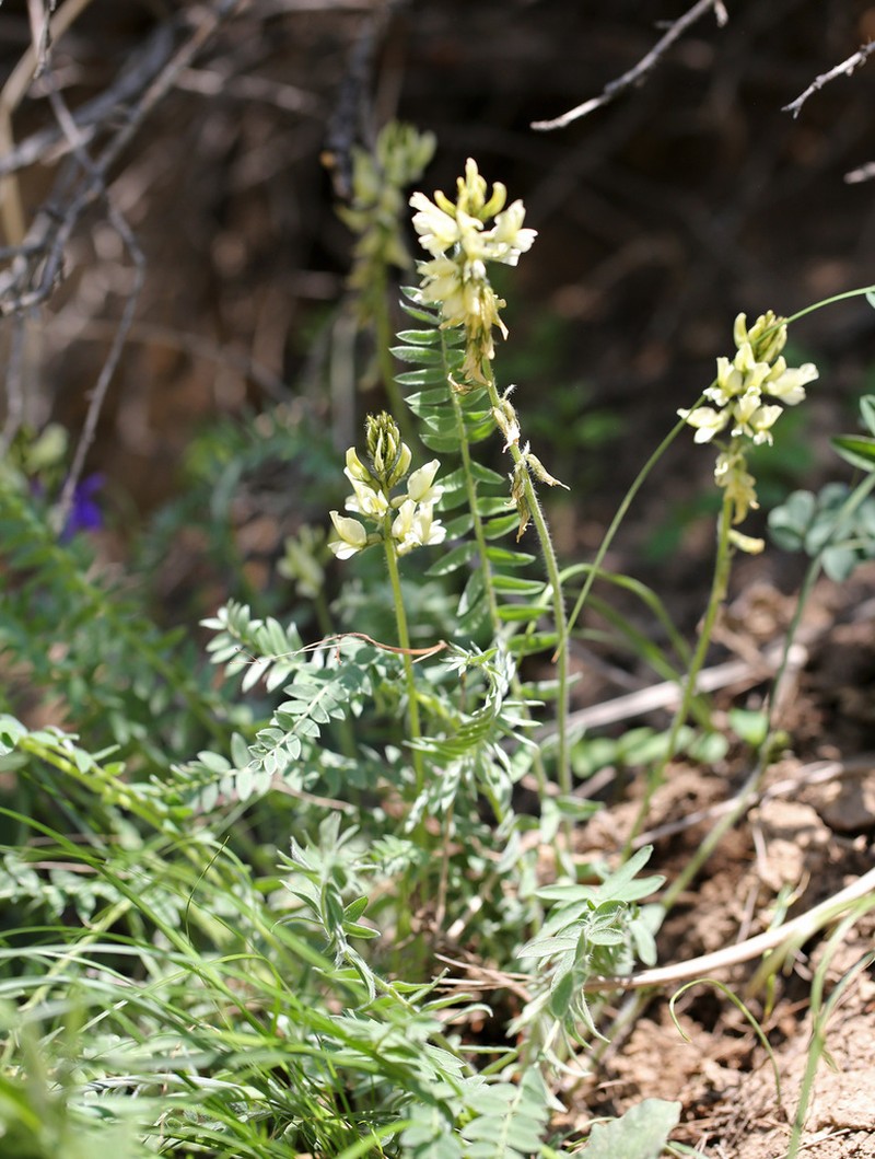 Oxytropis ochroleuca