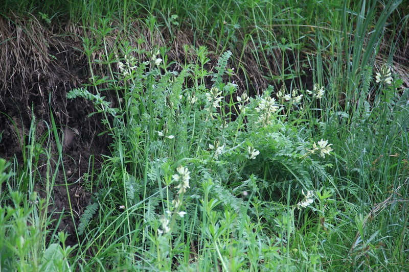 Oxytropis ochroleuca photo 2