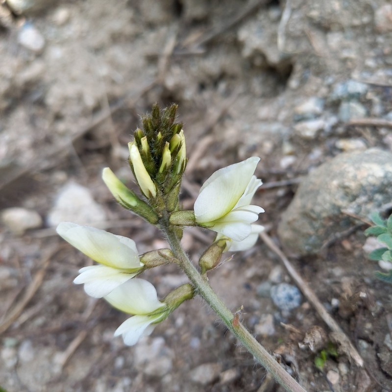 Oxytropis ochroleuca photo 3