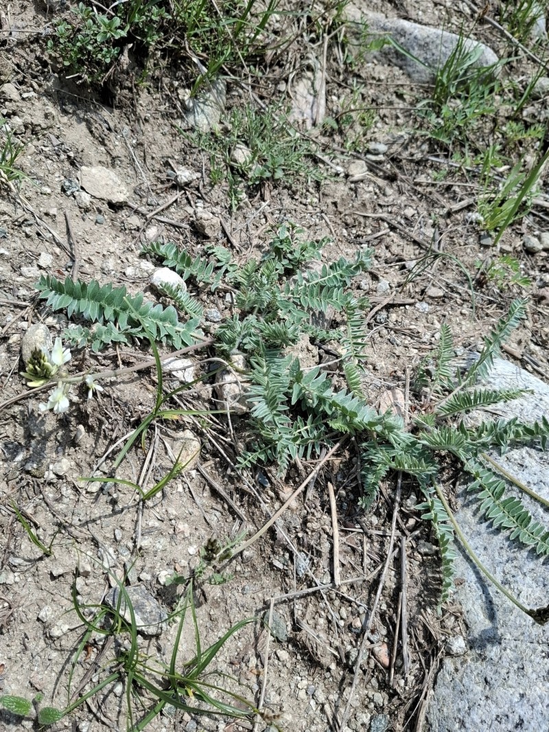 Oxytropis ochroleuca photo 4