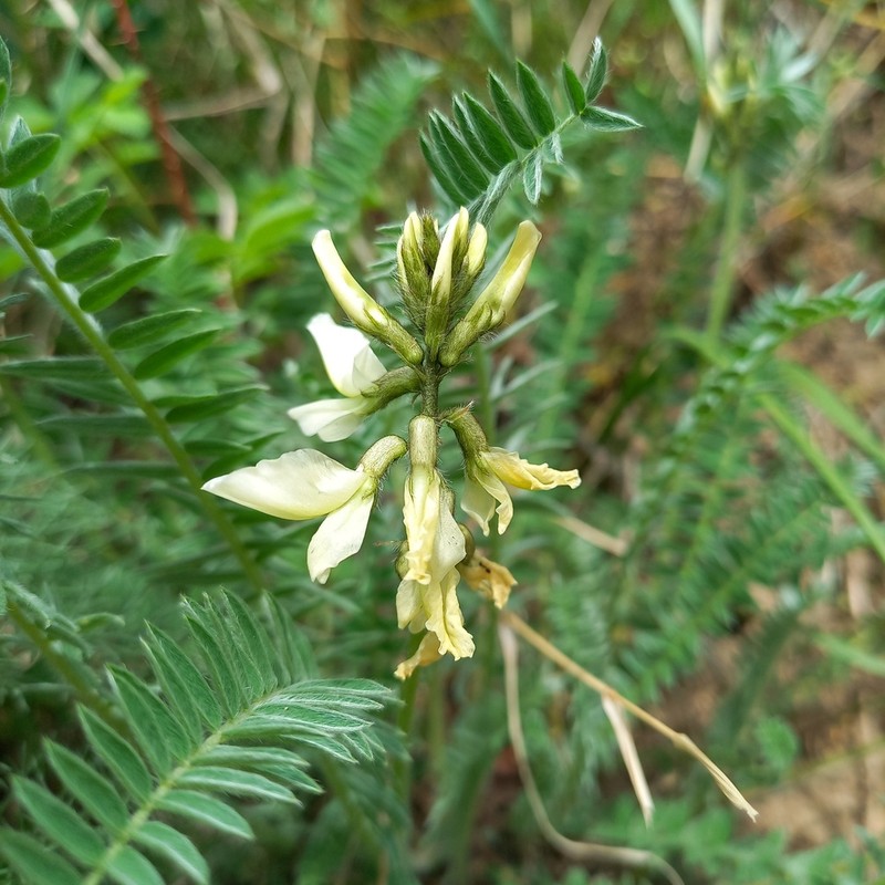 Oxytropis ochroleuca photo 5
