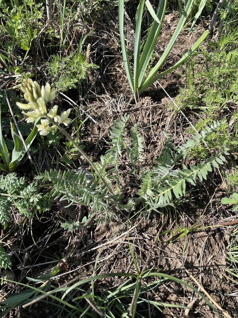 Oxytropis ochroleuca photo 6