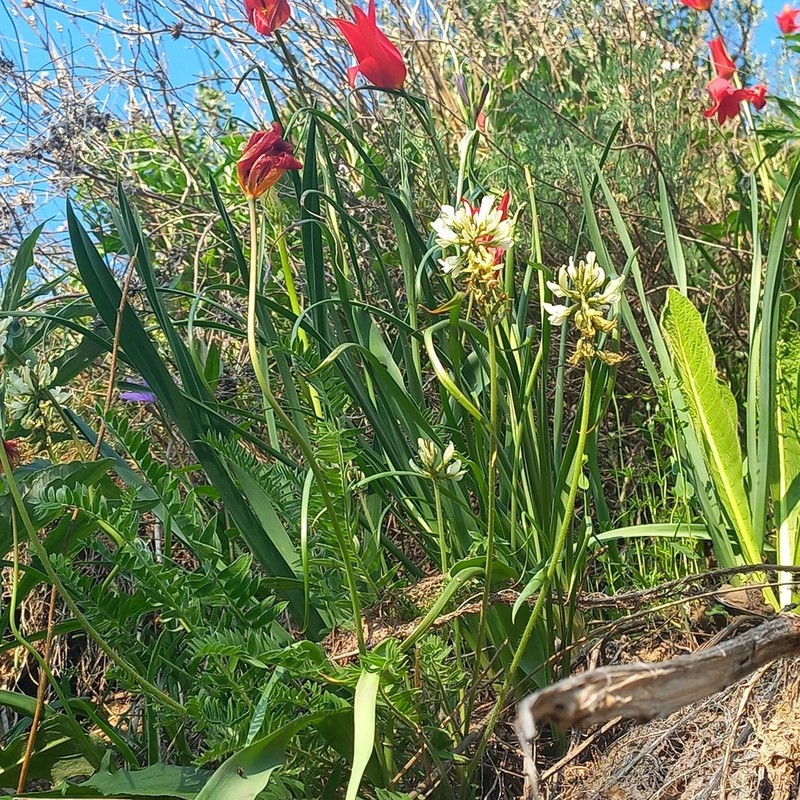 Oxytropis ochroleuca photo 7