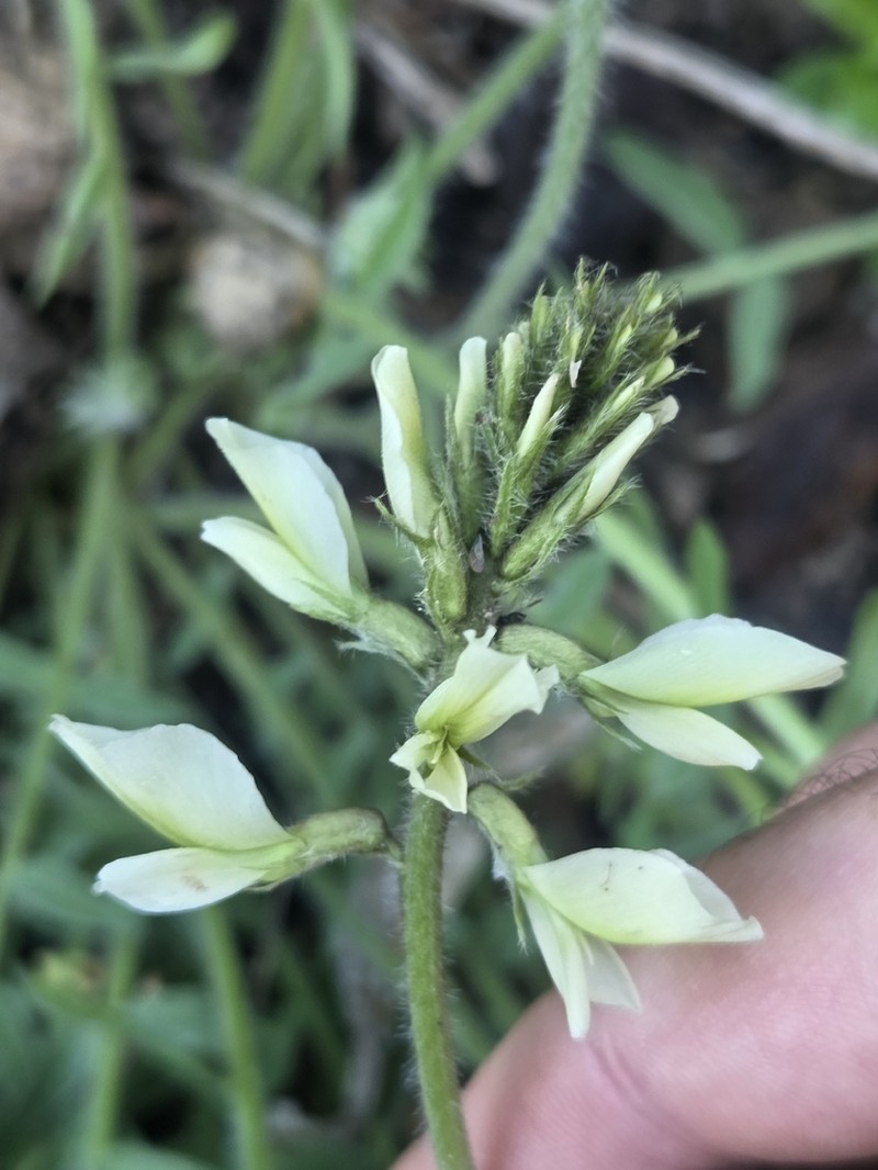 Oxytropis ochroleuca photo 8