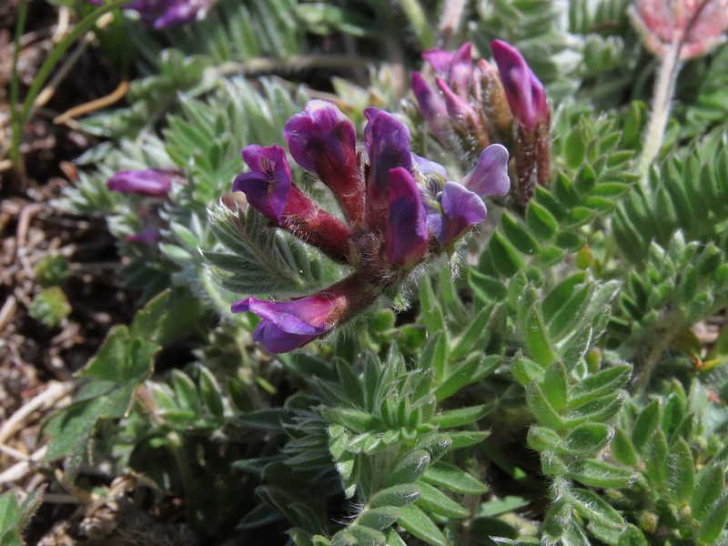 Oxytropis ocrensis photo 2