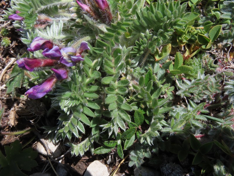Oxytropis ocrensis photo 4