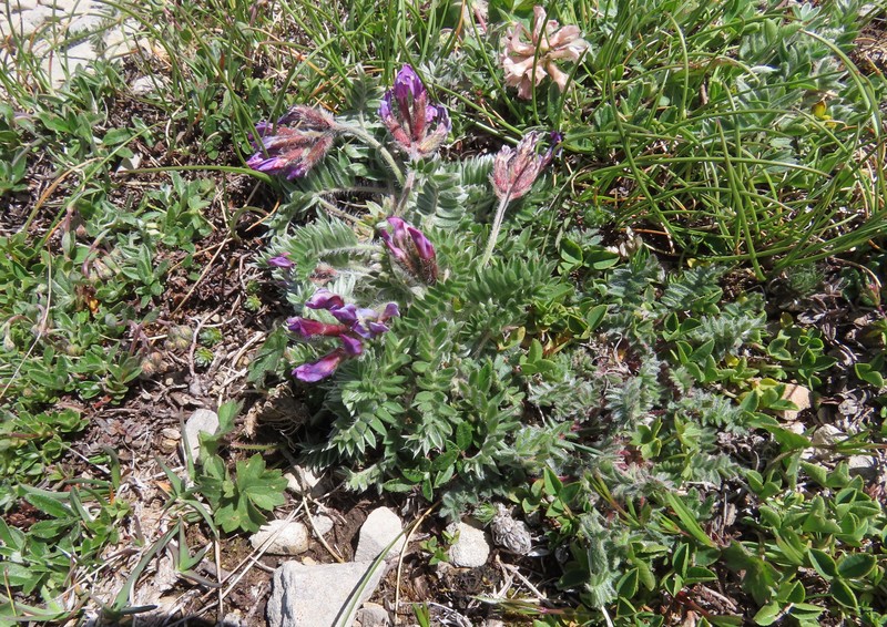 Oxytropis ocrensis photo 5