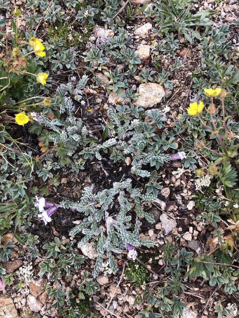 Oxytropis oligantha