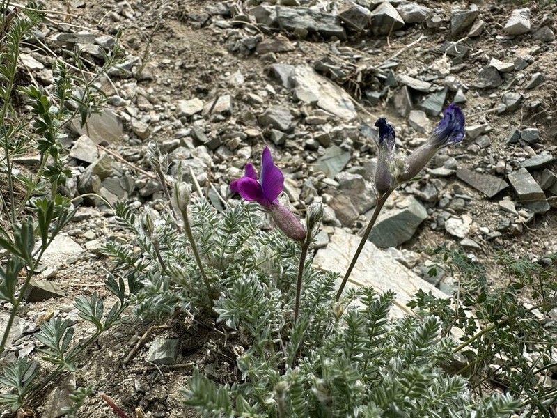 Oxytropis oligantha photo 2