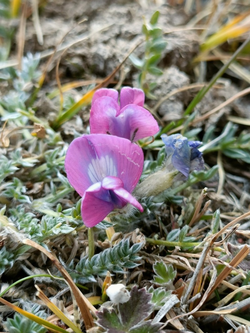 Oxytropis oligantha photo 3